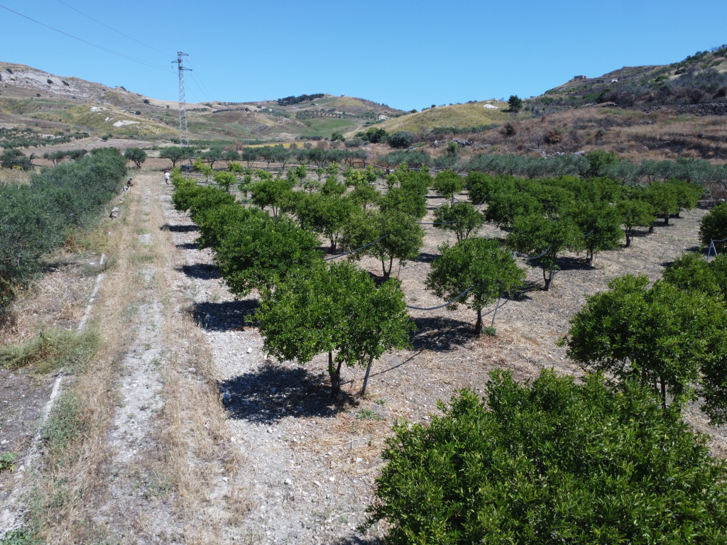 Orange grove for glamping bell tents consulting
